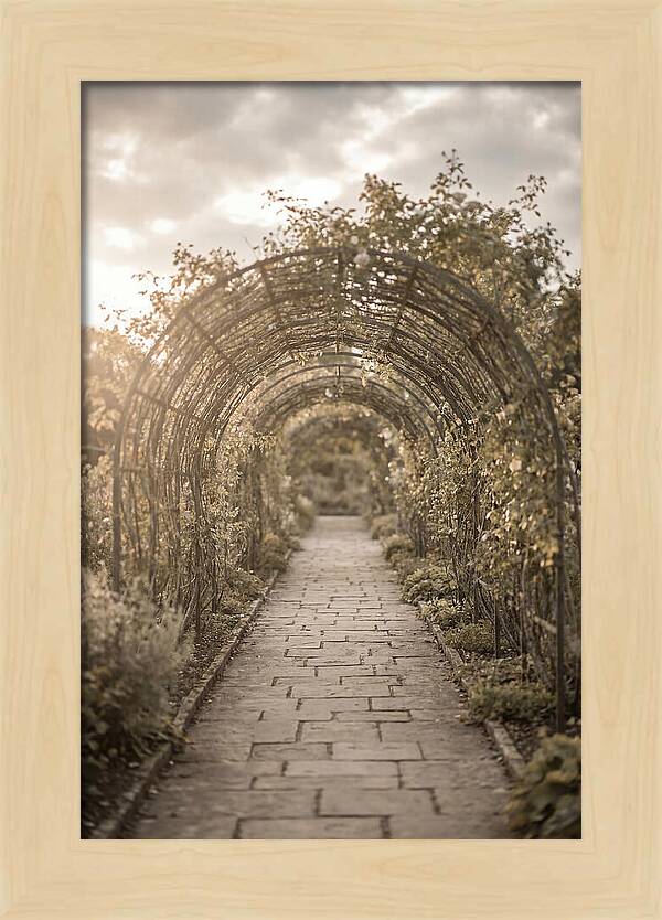 Garden Path Through Rose Tunnel