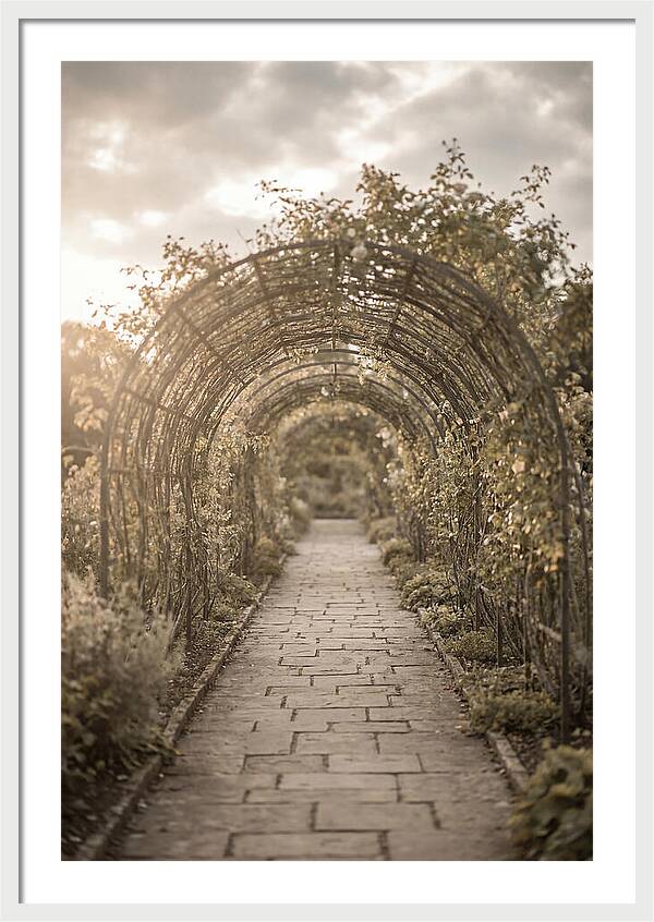 Garden Path Through Rose Tunnel