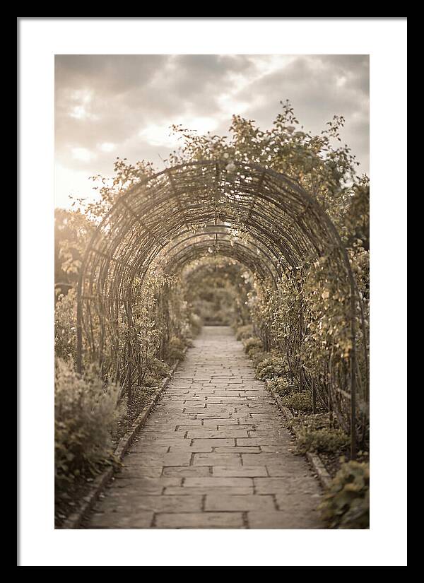 Garden Path Through Rose Tunnel