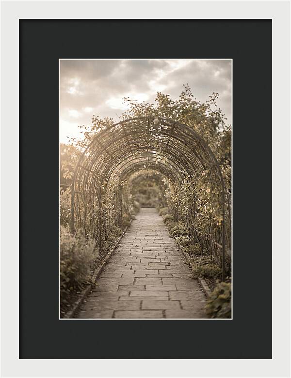 Garden Path Through Rose Tunnel