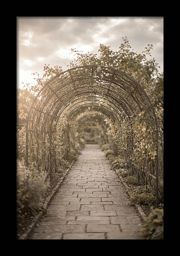 Garden Path Through Rose Tunnel