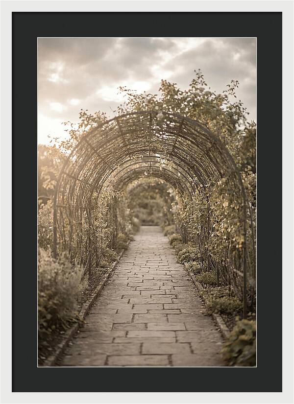 Garden Path Through Rose Tunnel