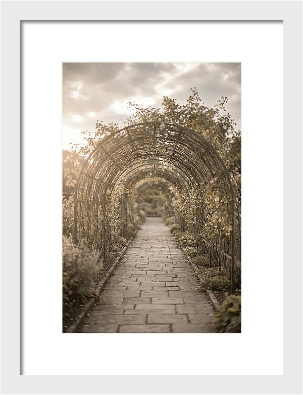 Garden Path Through Rose Tunnel