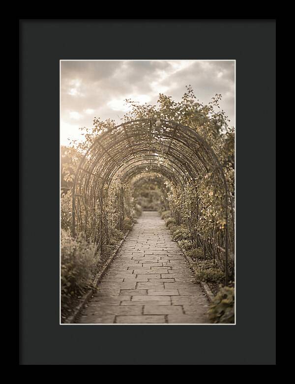 Garden Path Through Rose Tunnel