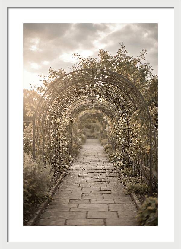 Garden Path Through Rose Tunnel