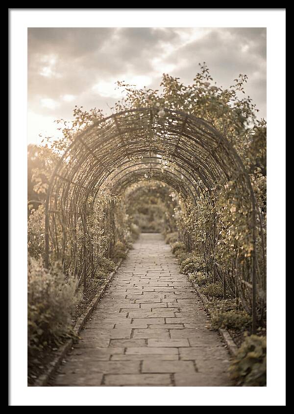 Garden Path Through Rose Tunnel