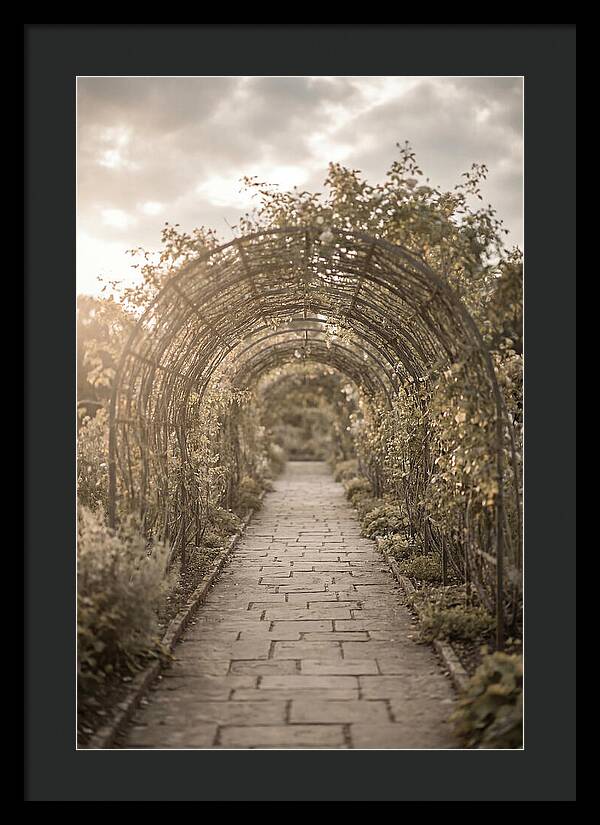 Garden Path Through Rose Tunnel