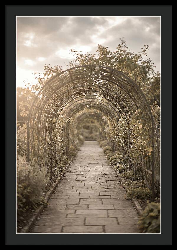 Garden Path Through Rose Tunnel