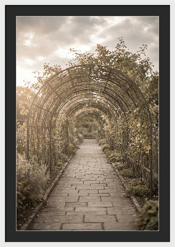 Garden Path Through Rose Tunnel