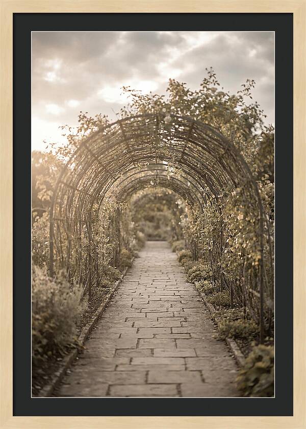 Garden Path Through Rose Tunnel