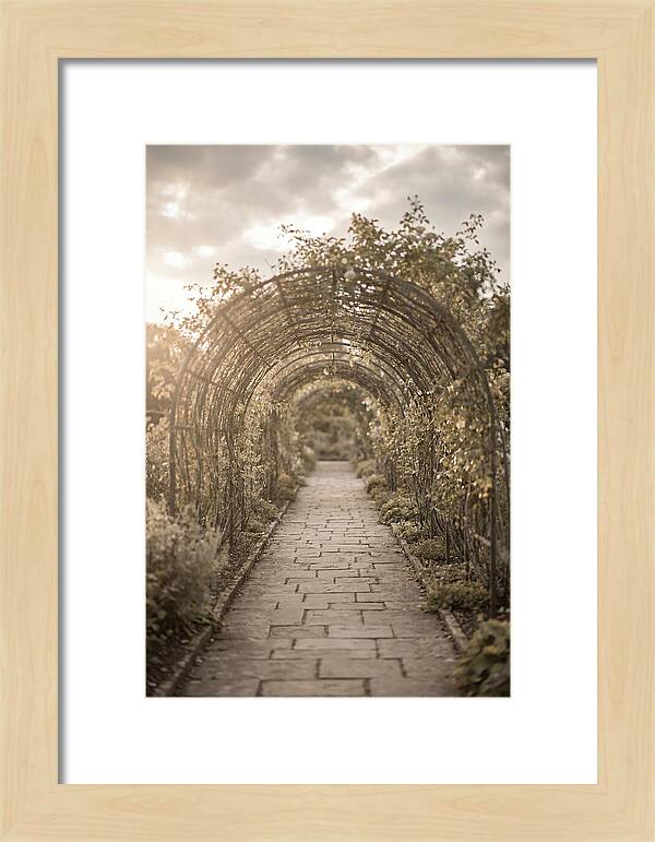 Garden Path Through Rose Tunnel