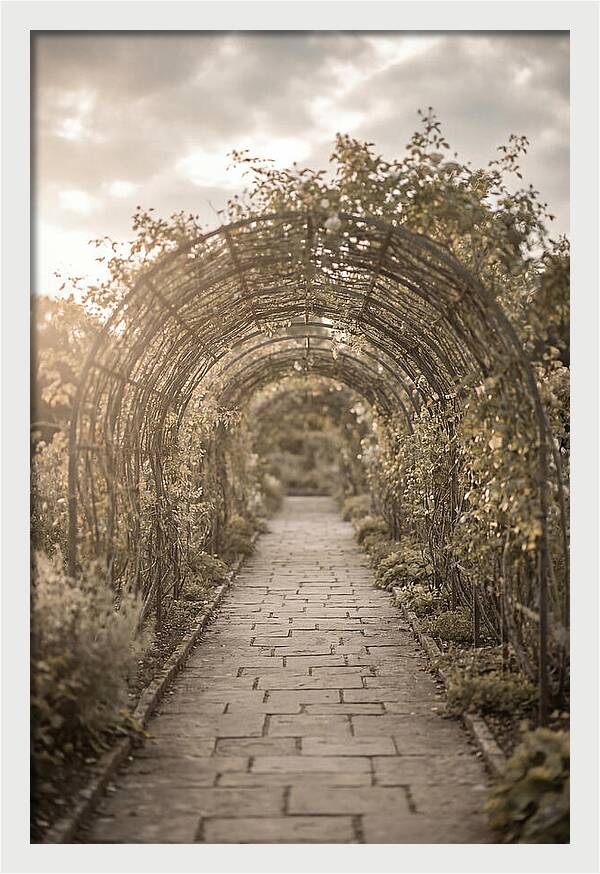 Garden Path Through Rose Tunnel