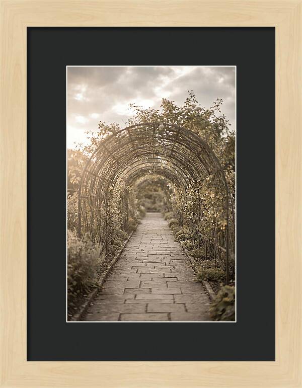 Garden Path Through Rose Tunnel