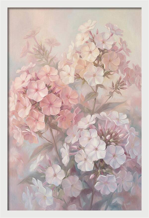 Garden Phlox Blossoms In Soft Hues