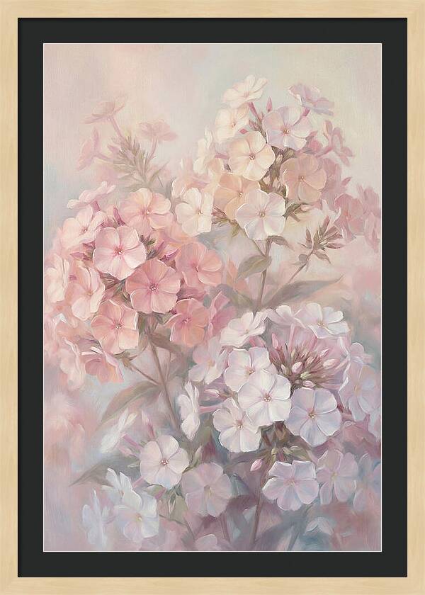 Garden Phlox Blossoms In Soft Hues