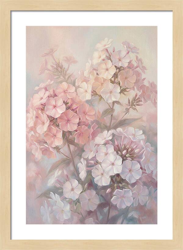 Garden Phlox Blossoms In Soft Hues