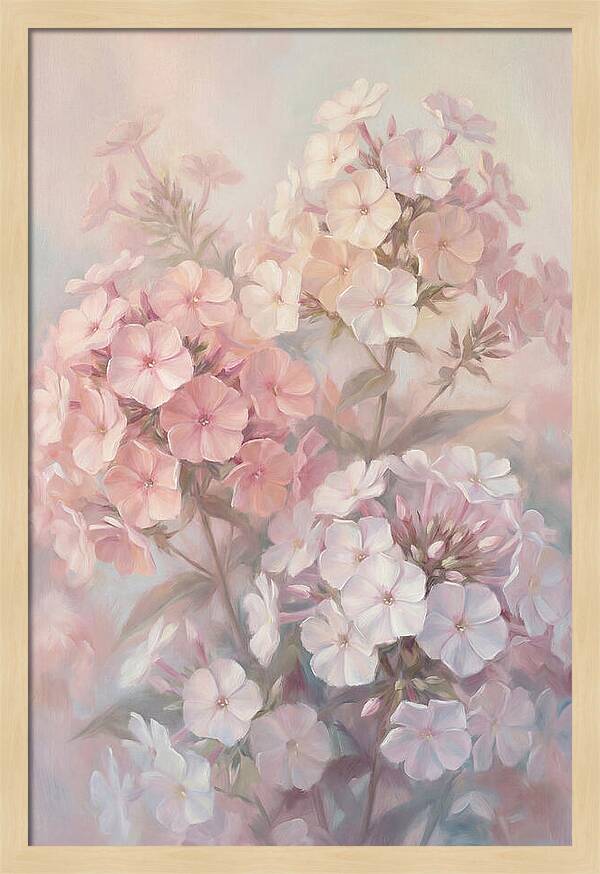 Garden Phlox Blossoms In Soft Hues