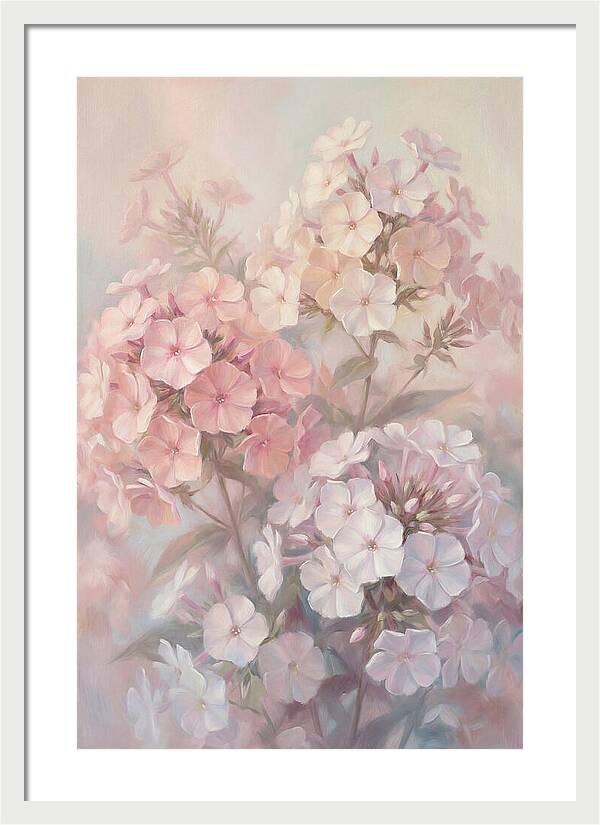 Garden Phlox Blossoms In Soft Hues