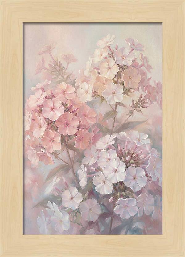 Garden Phlox Blossoms In Soft Hues