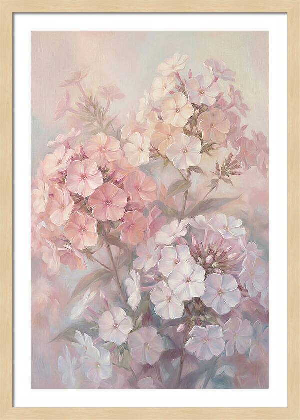 Garden Phlox Blossoms In Soft Hues