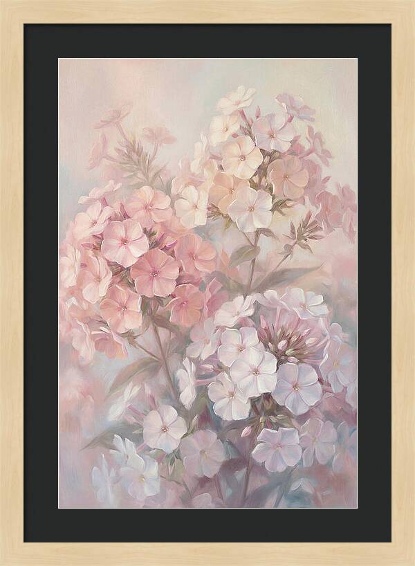 Garden Phlox Blossoms In Soft Hues