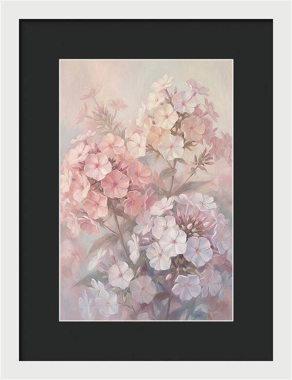 Garden Phlox Blossoms In Soft Hues
