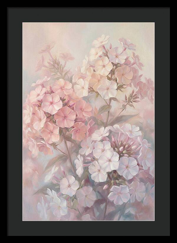 Garden Phlox Blossoms In Soft Hues