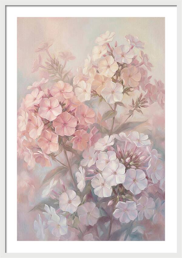 Garden Phlox Blossoms In Soft Hues