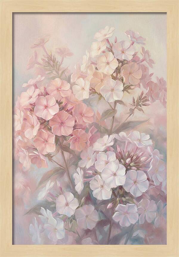 Garden Phlox Blossoms In Soft Hues