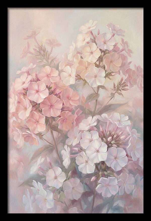 Garden Phlox Blossoms In Soft Hues