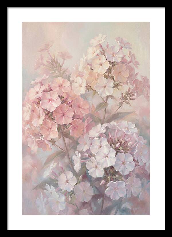 Garden Phlox Blossoms In Soft Hues