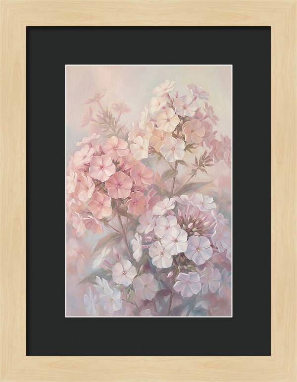 Garden Phlox Blossoms In Soft Hues