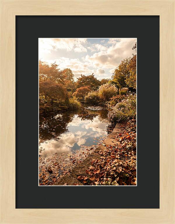 Garden Pond Reflecting Autumn Sky