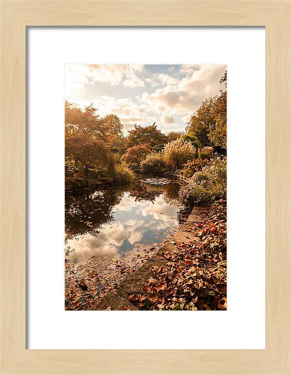 Garden Pond Reflecting Autumn Sky