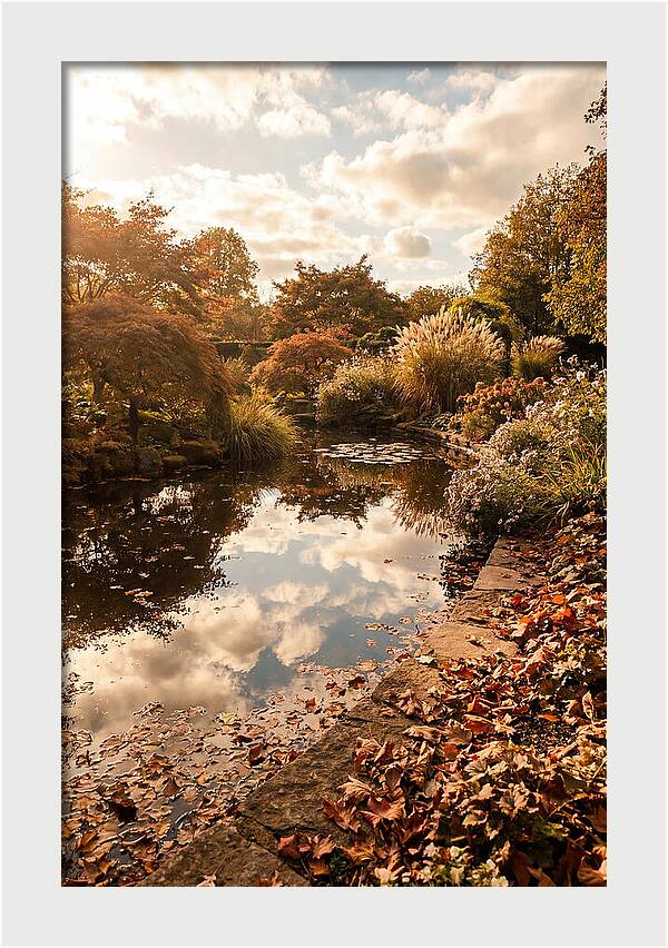 Garden Pond Reflecting Autumn Sky