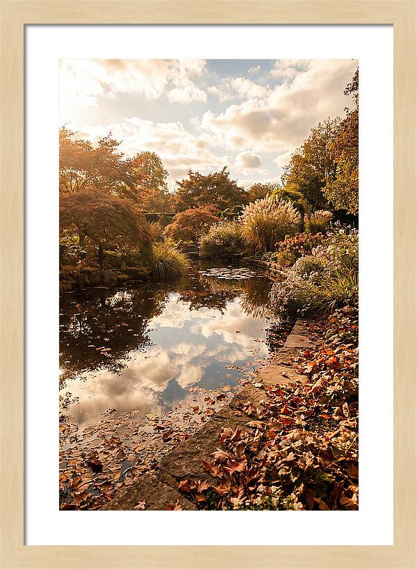 Garden Pond Reflecting Autumn Sky