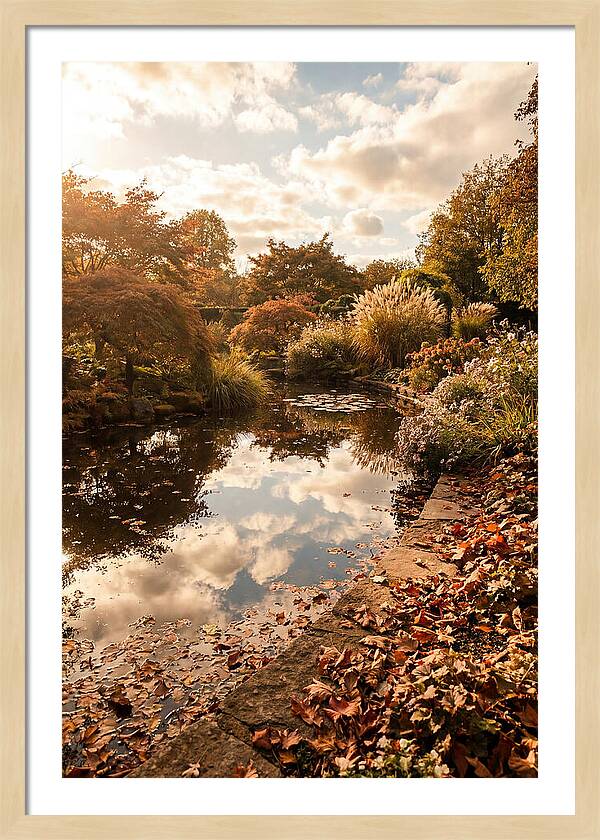 Garden Pond Reflecting Autumn Sky