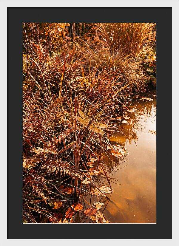 Garden Pond Serenity