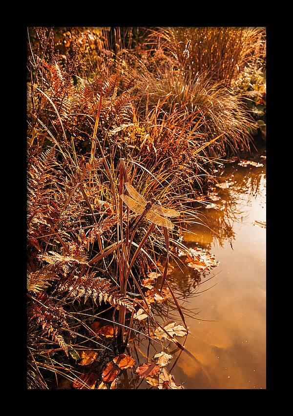 Garden Pond Serenity