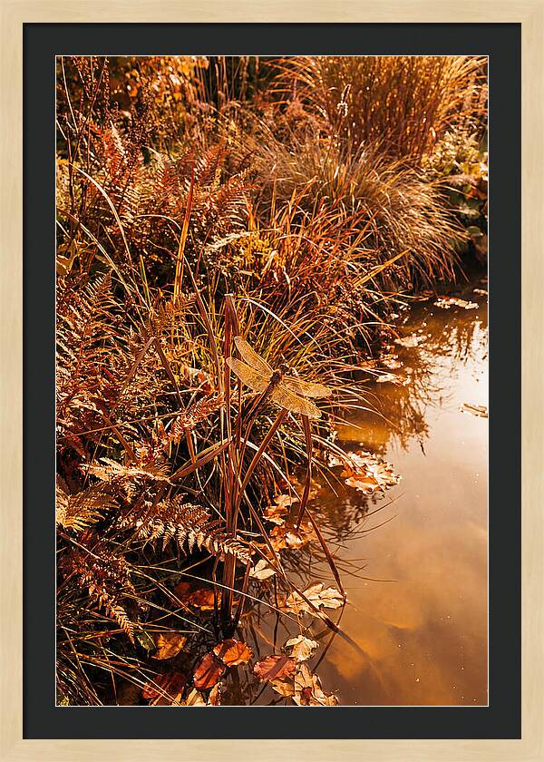 Garden Pond Serenity