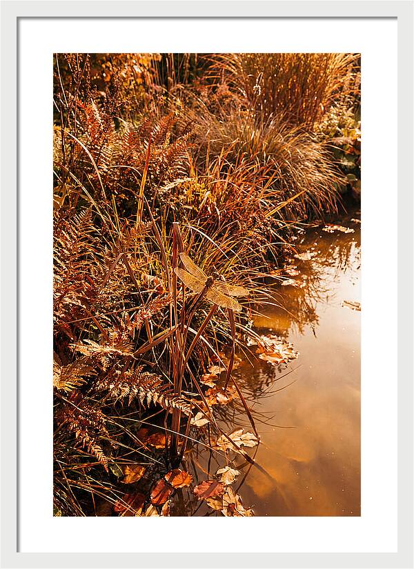 Garden Pond Serenity