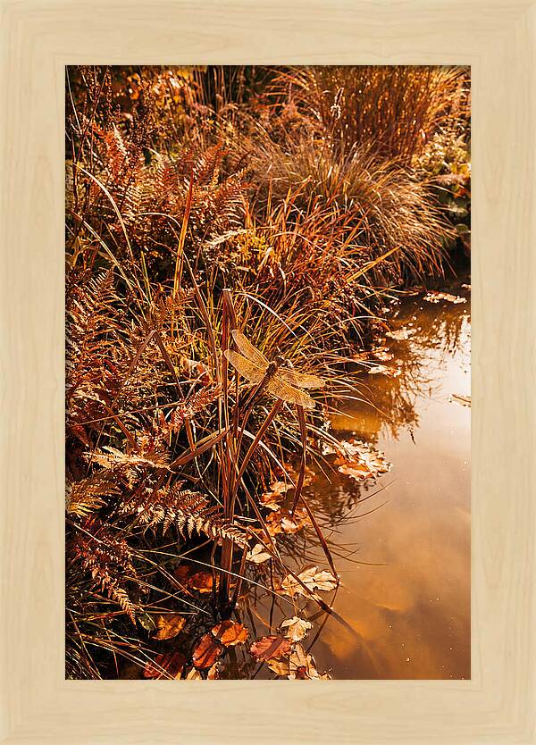 Garden Pond Serenity
