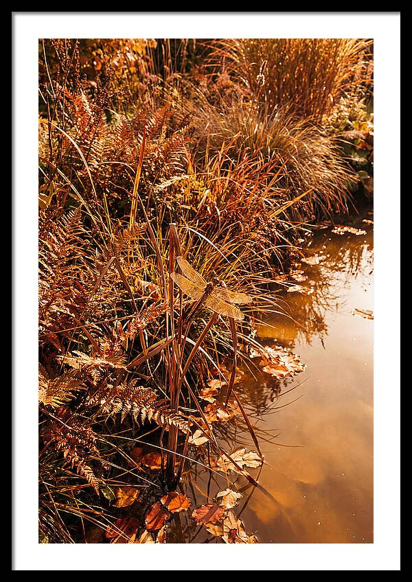 Garden Pond Serenity