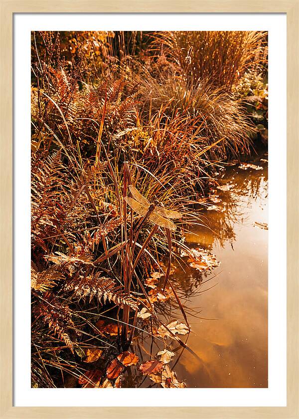 Garden Pond Serenity