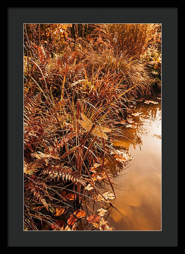 Garden Pond Serenity