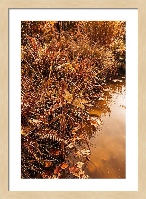 Garden Pond Serenity
