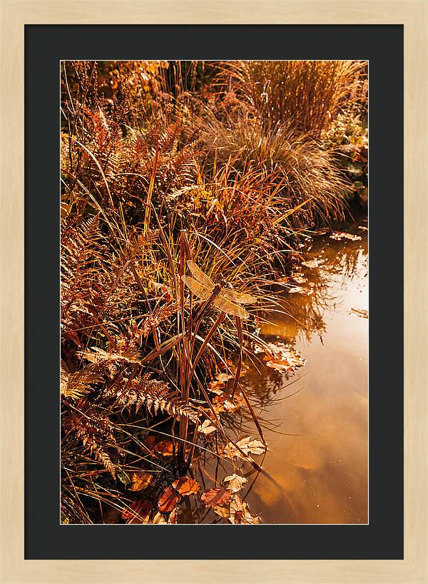 Garden Pond Serenity