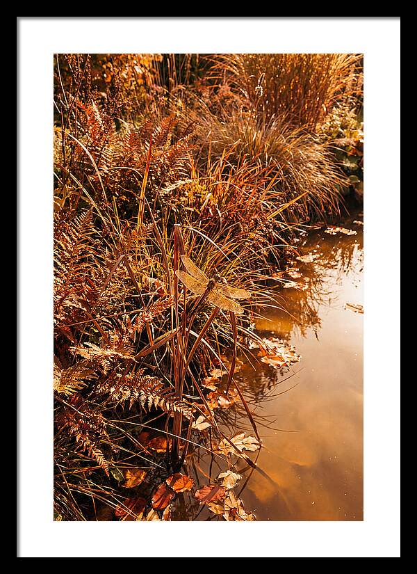 Garden Pond Serenity