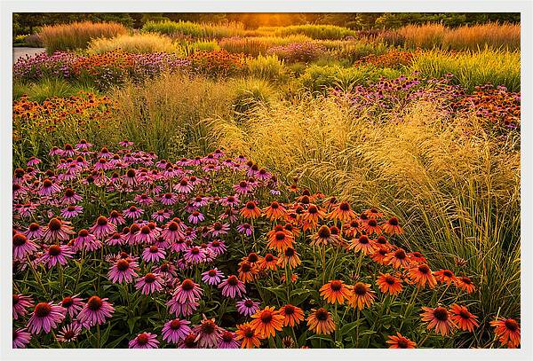Garden Prairie Serenity