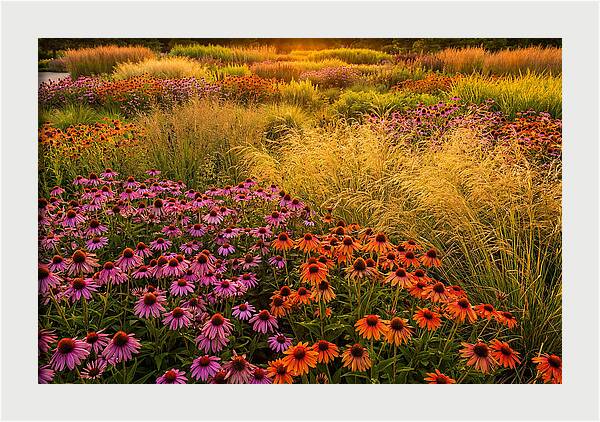 Garden Prairie Serenity